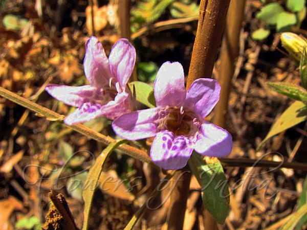 Wandering Snakeherb